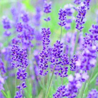 ラベンダーが血圧を正常化する⓶