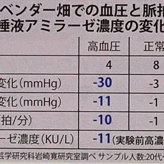 ラベンダーが血圧を正常化する⓵